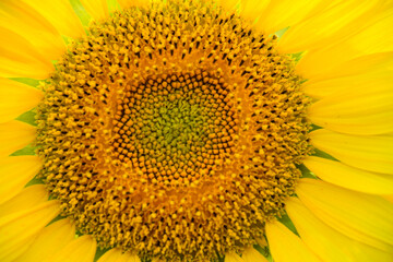 Close up of sunflower.