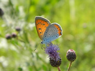 Bluefly