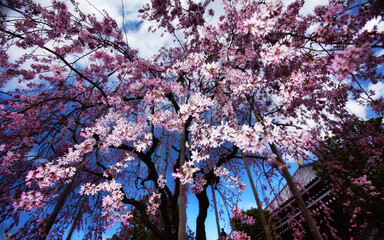 春、浅草寺に咲く満開の枝垂れ桜