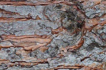 Background from the bark of pine trees beautiful texture