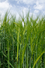 Wheat close-up