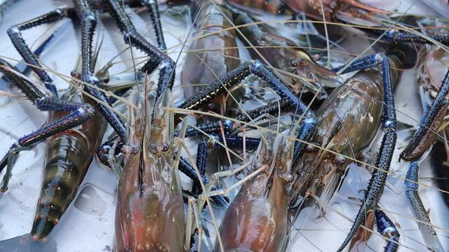 Shrimp still alive in stainless steel tray for sell in flea market Thailand.