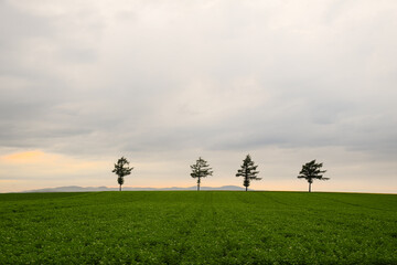 Fototapeta na wymiar Row of trees on farmland against cloudy evening sky during summer season in Marchen hill or Fairy tale hill, Hokkaido, Japan.