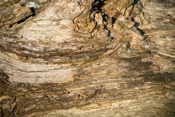 Tree's Background pattern. Outdoor shot of Old wood texture. Abstract background. Cracks. Texture of wood planks