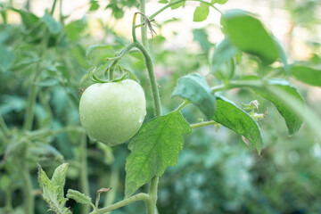 Ripening Tomato