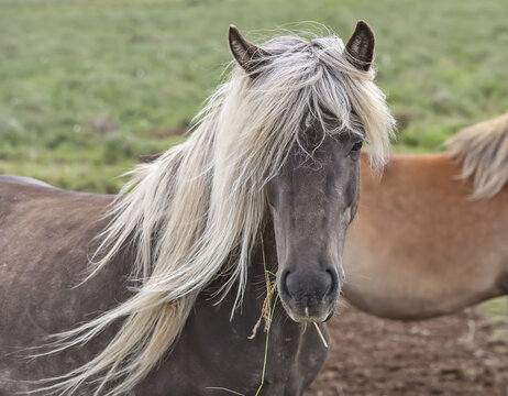 Beautiful And Unique Icelandic Horse With Dark Hide And Blonde Mane. Facing Camera In A Calm Pose. Iceland.