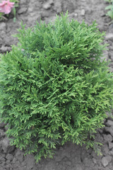 close up of fresh herbs in the garden