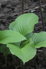 green leaf in the garden