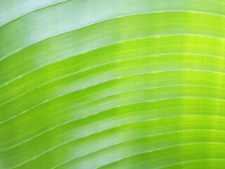 Close up of healthy palm tree leaf Texture background