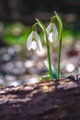 Closeup shot of fresh common snowdrops (Galanthus nivalis) blooming in the spring.