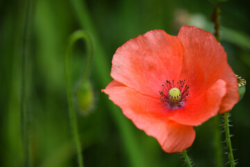 Close up of poppy flower in bloom during summer season.