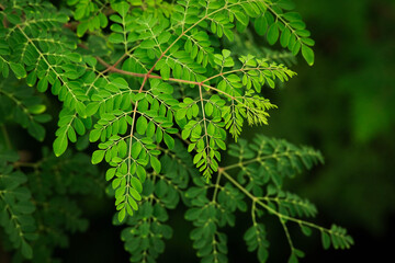 Moringa Leaves closeup background