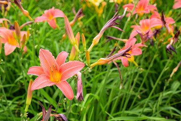 Fototapeta premium Close up of lily flowers.