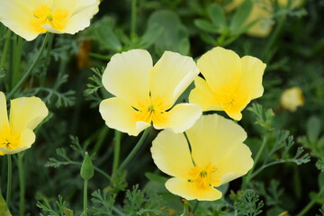 Obraz na płótnie Canvas Close up yellow Baby's-breath flowers.