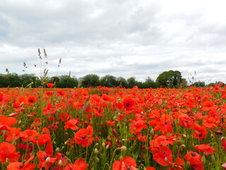 poppy field with blue sky