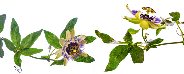 Passion  flower - passiflora isolated on white background