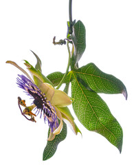 Passion  flower - passiflora isolated on white background