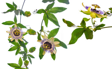 Passion  flower - passiflora isolated on white background - obrazy, fototapety, plakaty