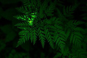 Athyrium filix-femina fern (polypodiopsida or polypodiophyta) in a dense forest with a ray of light on the leaves