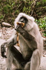 big gray monkey eating a ripe banana on the street 1