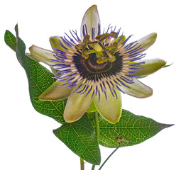 Passion  flower - passiflora isolated on white background