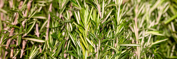 rosemary bunches of aromatic herbs cooking seasoning close up. banner