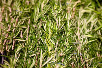 rosemary bunches of aromatic herbs cooking seasoning close up