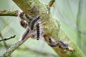 Raupe des Schwammspinner s ( Lymantria dispar ).