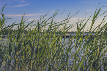 Common reed grass by the lake on a summer day. 