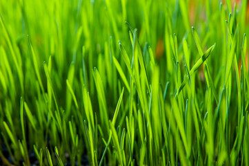 Fototapeta na wymiar Nutritious homegrown Wheatgrass plants