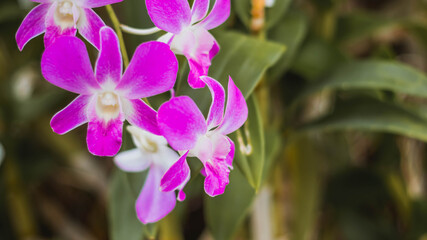 Fototapeta na wymiar Close up pink violet orchid flower. Beautiful orchid flower blossoming on green nature spring garden flowers colorful plant and bokeh