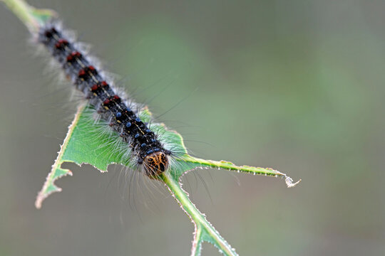 Raupe des Schwammspinner s ( Lymantria dispar ).