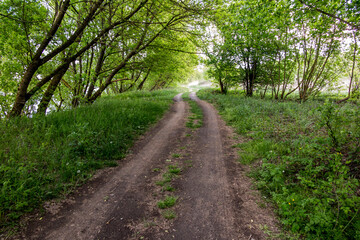 Fototapeta na wymiar Country road leading through green thickets