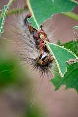 Raupe des Schwammspinner s ( Lymantria dispar ).