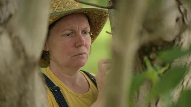 Female farmer examining english walnut tree branches and leaves for common pest and diseases