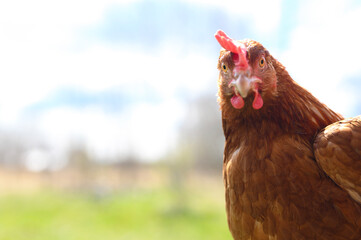 a chicken with brown plumage looks at the camera against the background of nature and the sky outdoor. space for text. selective focus