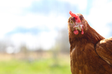 a chicken with brown plumage looks at the camera against the background of nature and the sky outdoor. space for text. selective focus