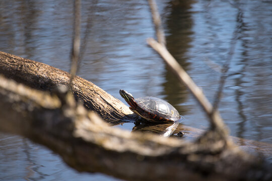 Solo Painted Turtle