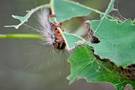 Raupe des Schwammspinner s ( Lymantria dispar ).
