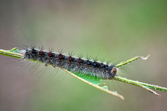 Raupe des Schwammspinner s ( Lymantria dispar ).