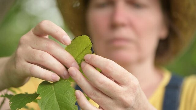 Female farmer examining english walnut tree branches and leaves for common pest and diseases