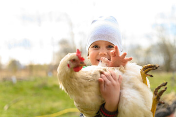 cute little four year old kid boy holding in hands a white chicken in nature outdoor