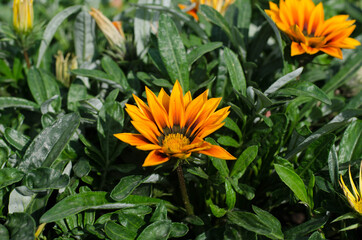 Wildflowers. Yellow flowers. Field of flowers.
