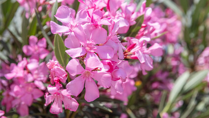Toxic flowers concept. Pink nerium oleanders blooming. Plant with poisonous blur green leaves background, texture. Close up view.