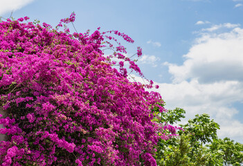 Pink bougainvillea spectabilis  blooming. Cloudy blue sky background