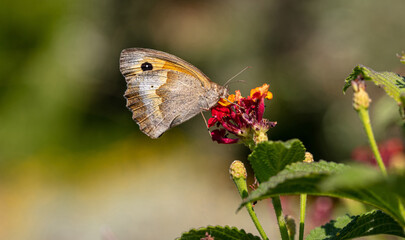 Closeup view of a butterfly on a red orange color blossom in spring