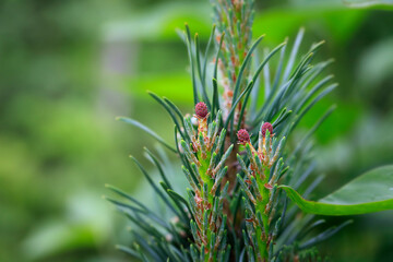 Detail small Pine cone on the tree as a green background. close up. Copy space for description or...