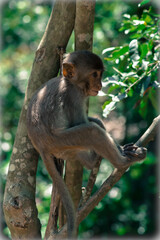 A macaque sits in a tree and looks away. A macaque in its habitat.