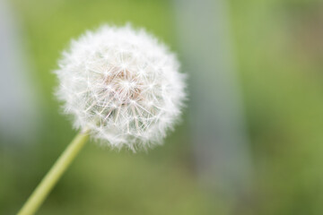 Dandelion on a green background. Image of a white dandelion flower. Closeup