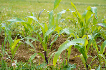 Indian corn beginning to grow in a field.